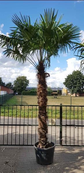 Grote foto palmboom trachycarpus fortunei 230cm stamhoogte tuin en terras bomen en struiken
