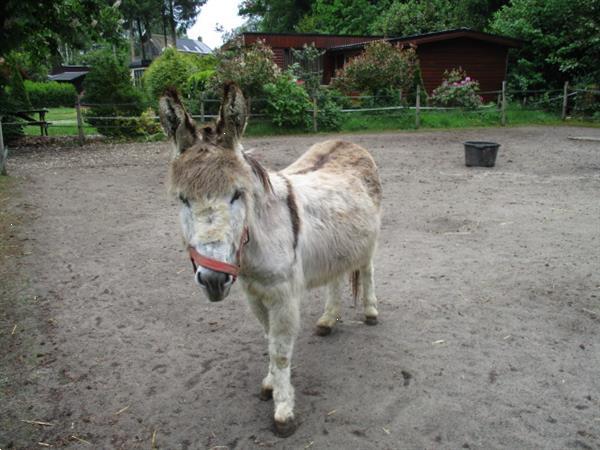 Grote foto camping trimunt rust natuur bosrijk caravans en kamperen overige caravans en kamperen