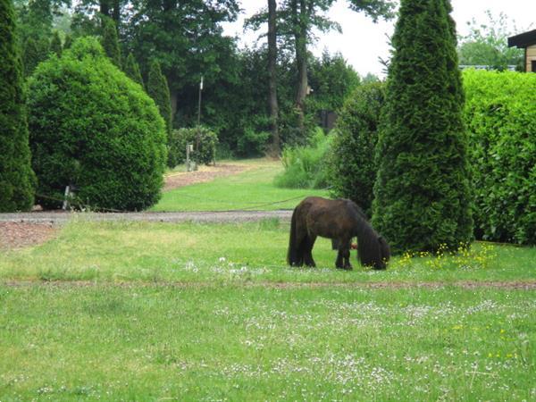 Grote foto camping trimunt rust natuur bosrijk caravans en kamperen overige caravans en kamperen