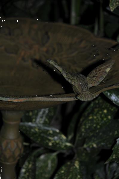 Grote foto 1 vogelbad met hummingbird xl gietijzer antiek groen rust. tuin en terras overige tuin en terras