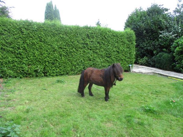 Grote foto camping park trimunt verhuur caravans en kamperen overige caravans en kamperen