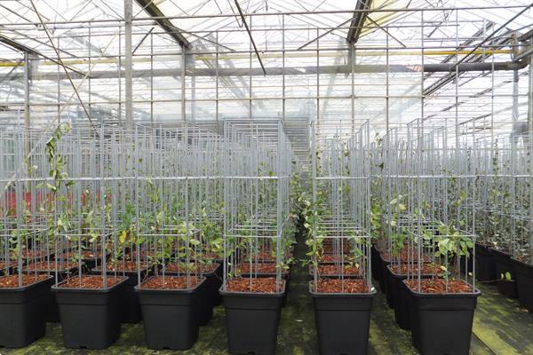 Grote foto klimplant draadrekken in plantenbakken tuin en terras bloembakken