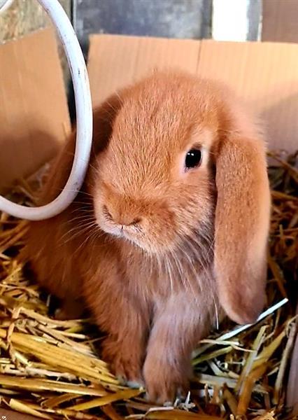 Grote foto nederlandse dwerghangoor oranje dieren en toebehoren konijnen