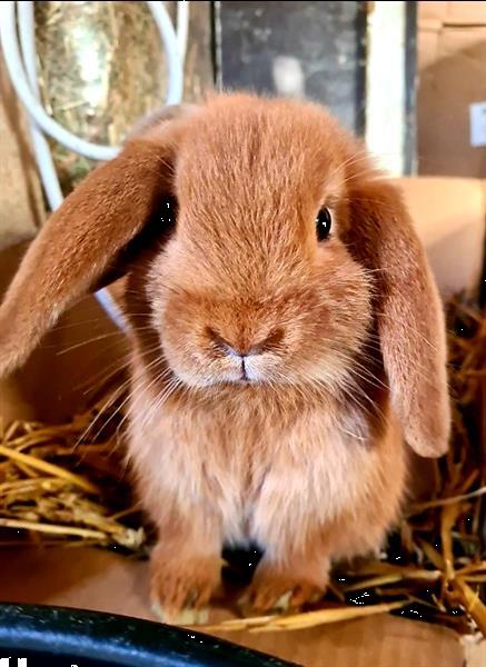 Grote foto nederlandse dwerghangoor oranje dieren en toebehoren konijnen