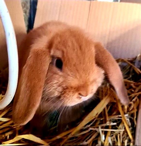 Grote foto nederlandse dwerghangoor oranje dieren en toebehoren konijnen