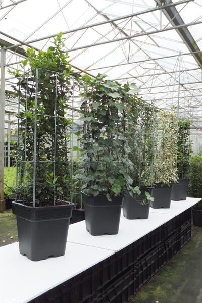 Grote foto klimplanten omhoog leiden tuin terras balkon tuin en terras bomen en struiken