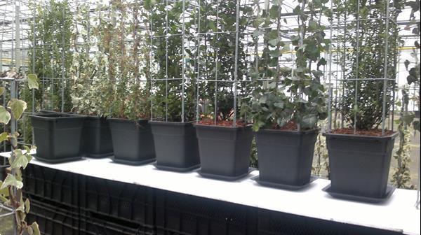 Grote foto klimplanten omhoog leiden tuin terras balkon tuin en terras bomen en struiken