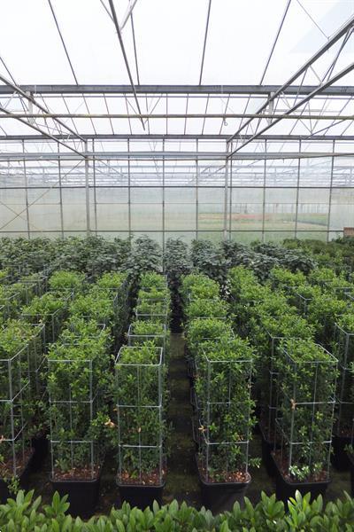 Grote foto klimplanten omhoog leiden tuin terras balkon tuin en terras bomen en struiken