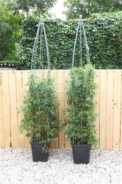 Grote foto klimplanten omhoog leiden tuin terras balkon tuin en terras bomen en struiken