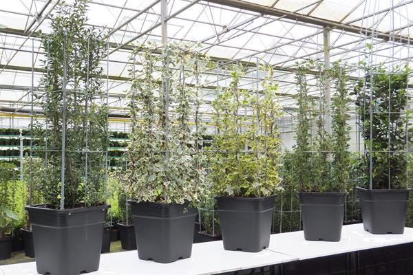 Grote foto verticale tuinhaag klimplant tuin terras balkon. tuin en terras bomen en struiken