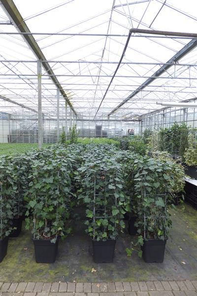 Grote foto verticale tuinhaag klimplant tuin terras balkon. tuin en terras bomen en struiken