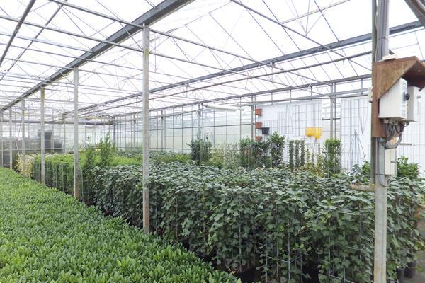 Grote foto verticale tuinhaag klimplant tuin terras balkon. tuin en terras bomen en struiken