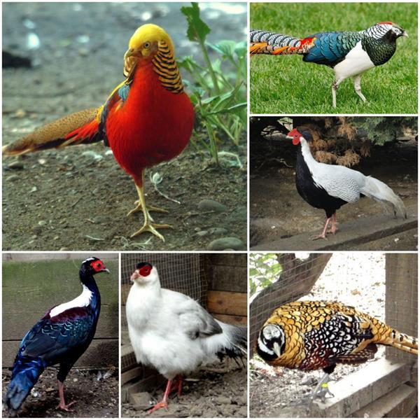 Grote foto fazanten pauwen kippen duiven eenden ganzen ect. dieren en toebehoren pluimvee