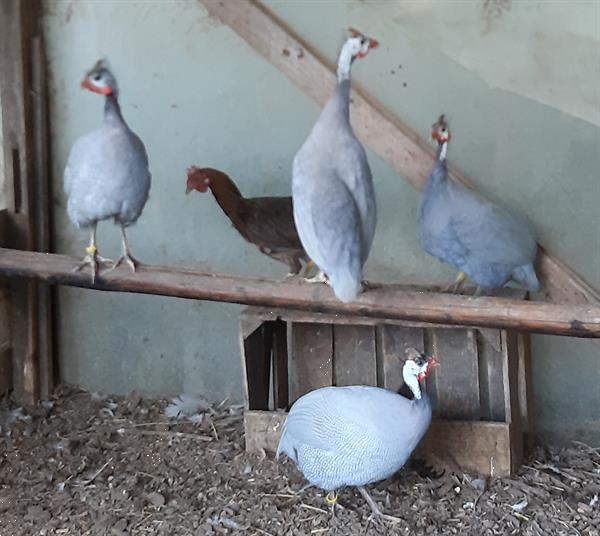 Grote foto fazanten pauwen kippen duiven eenden ganzen ect. dieren en toebehoren pluimvee