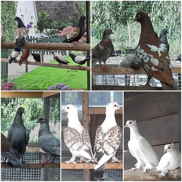 Grote foto diverse soorten sier duiven en tropische duiven. dieren en toebehoren duiven