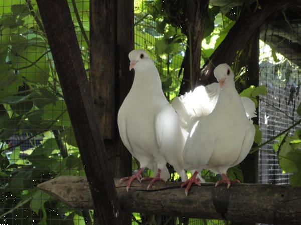 Grote foto diverse soorten sier duiven en tropische duiven. dieren en toebehoren duiven