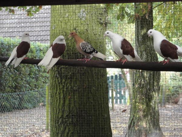 Grote foto diverse soorten sier duiven en tropische duiven. dieren en toebehoren duiven
