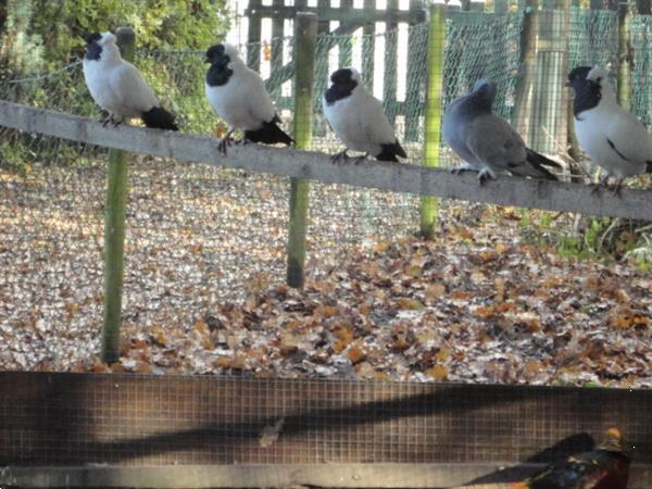 Grote foto diverse soorten sier duiven en tropische duiven. dieren en toebehoren duiven