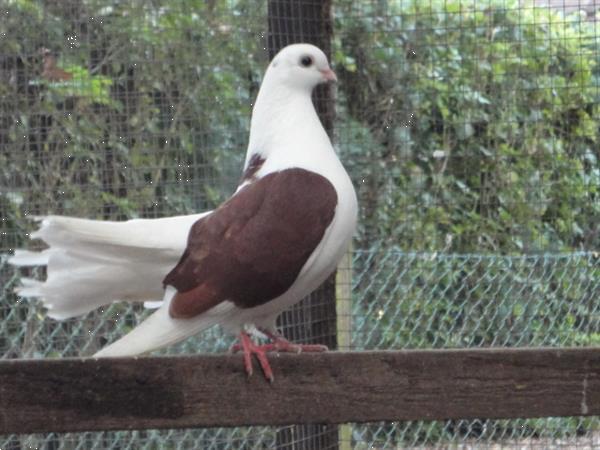 Grote foto diverse soorten sier duiven en tropische duiven. dieren en toebehoren duiven