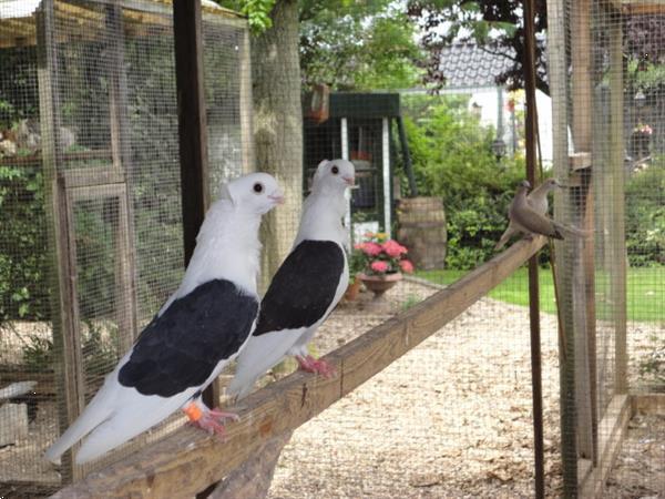 Grote foto diverse soorten sier duiven en tropische duiven. dieren en toebehoren duiven