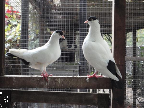 Grote foto diverse soorten sier duiven en tropische duiven. dieren en toebehoren duiven