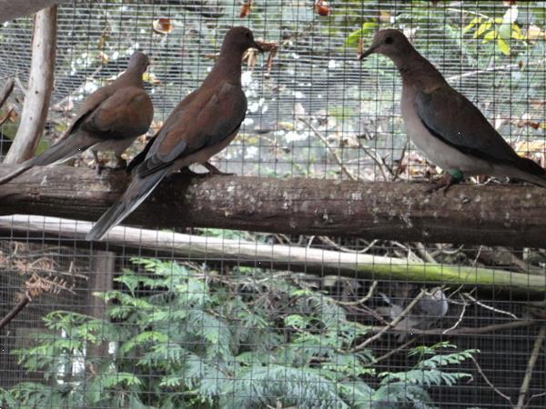 Grote foto diverse soorten sier duiven en tropische duiven. dieren en toebehoren duiven