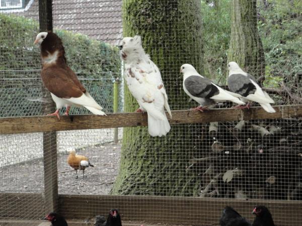 Grote foto diverse soorten sier duiven en tropische duiven. dieren en toebehoren duiven