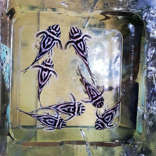 Grote foto verleidelijke hypancistrus l046 zebra pleco dieren en toebehoren aquariumvissen