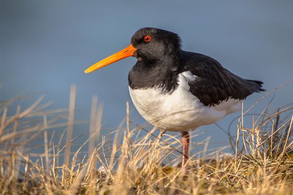 Grote foto vakantiehuisje te huur met sauna aan lauwersmeer vakantie nederland noord