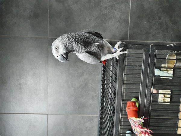 TE KOOP GRIJZE ROODSTAART Kopen | Parkieten en Papegaaien