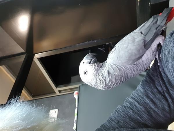 TE KOOP GRIJZE ROODSTAART Kopen | Parkieten en Papegaaien