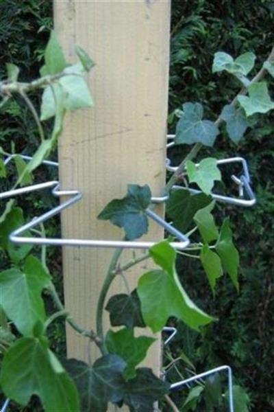 Grote foto rozen clematis jasmijn hedera plantensteunen tuin en terras tuinhout en palen