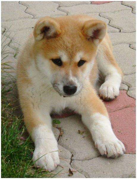 Grote foto akita inu puppy beschikbaar dieren en toebehoren poolhonden keeshonden en oertypen