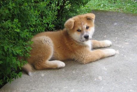 Grote foto akita inu puppy beschikbaar dieren en toebehoren poolhonden keeshonden en oertypen