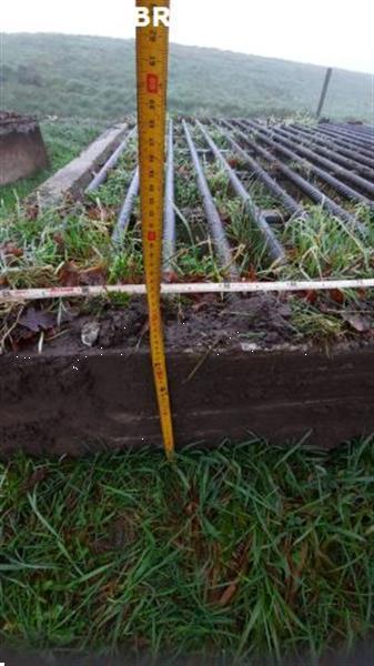 Grote foto veeroosters roosters wegroosters betonroosters wildroosters dieren en toebehoren overige