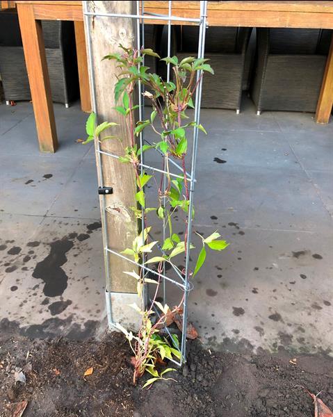 Grote foto klimplantenrekken klimplantrek klimplantenrek tuin en terras bloemen en planten