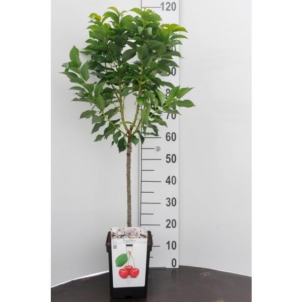 Grote foto fruitplanten nieuwe en ouden soorten. tuin en terras bomen en struiken