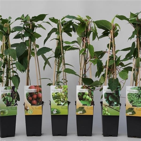 Grote foto kleinfruit in velen soorten nu aangeboden tuin en terras bomen en struiken