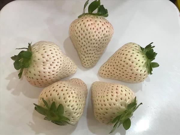 Grote foto aardbeien groot sortiment soorten. tuin en terras fruitplantjes