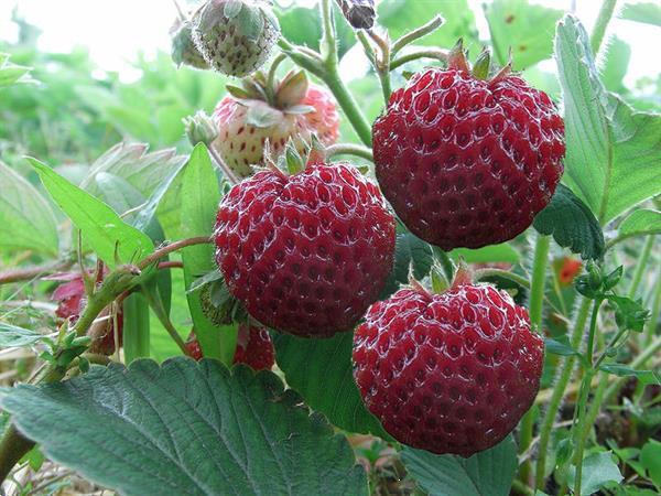 Grote foto aardbeien groot sortiment soorten. tuin en terras fruitplantjes