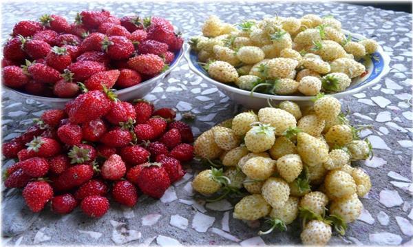 Grote foto aardbeien groot sortiment soorten. tuin en terras fruitplantjes