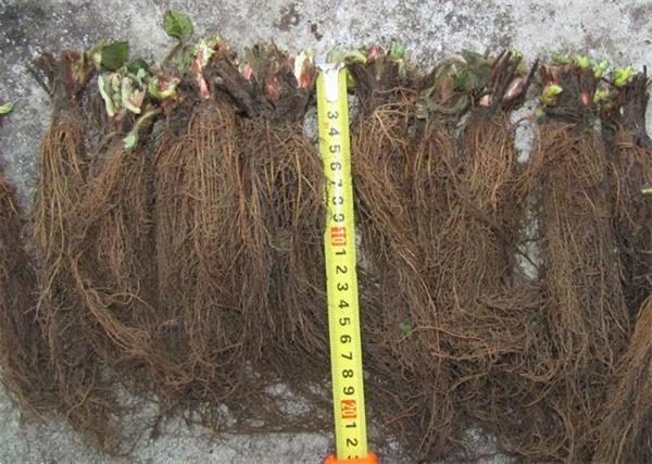 Grote foto aardbeien groot sortiment soorten. tuin en terras fruitplantjes