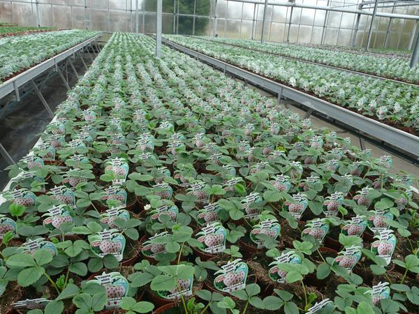 Grote foto aardbeien groot sortiment soorten. tuin en terras fruitplantjes