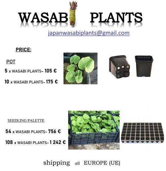 Grote foto 10 x wasabi plants seed pflanze plant sushi planta agrarisch glastuinbouw