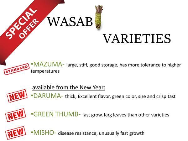Grote foto 54 x wasabi plants seed pflanze plant sushi planta tuin en terras groenteplantjes