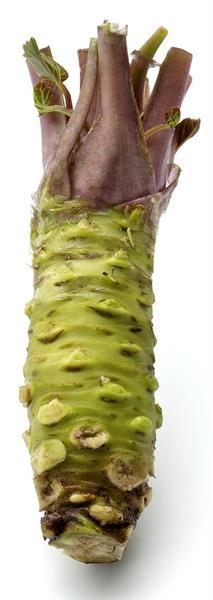 Grote foto 108 x wasabi plants seed pflanze plant sushi tuin en terras groenteplantjes