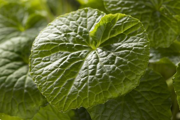 Grote foto 108 x wasabi plants seed pflanze plant sushi tuin en terras groenteplantjes