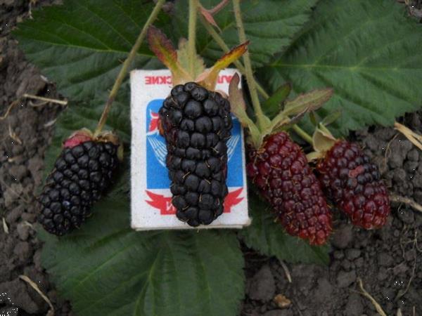 Grote foto bramen soorten met super grote vruchten tuin en terras fruitbomen