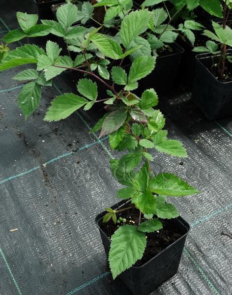 Grote foto bramen soorten met super grote vruchten tuin en terras fruitbomen