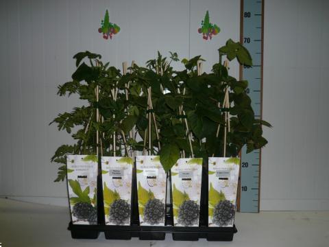 Grote foto bramen soorten met super grote vruchten tuin en terras fruitbomen